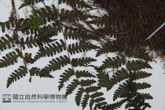 大葉貞蕨藏品圖，第5張