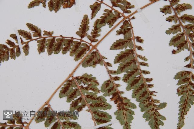 小葉蹄蓋蕨藏品圖，第5張