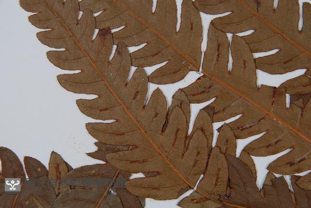 日本狗脊蕨藏品圖，第5張