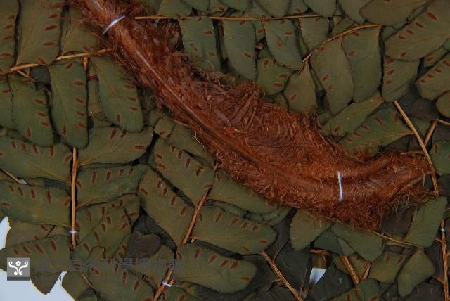 登錄號:P008487藏品圖，第5張