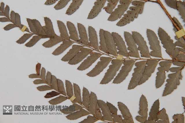 中華複葉耳蕨藏品圖，第5張