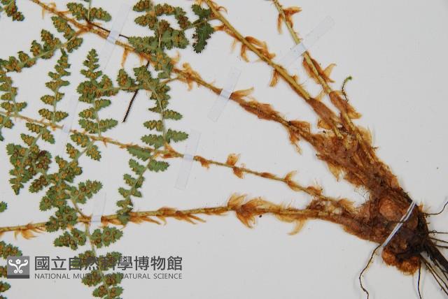 腺鱗毛蕨藏品圖，第5張