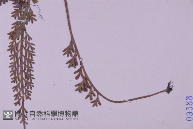 長生鐵角蕨藏品圖，第5張