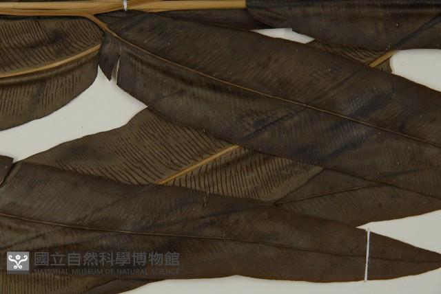 全緣鳳丫蕨藏品圖，第5張