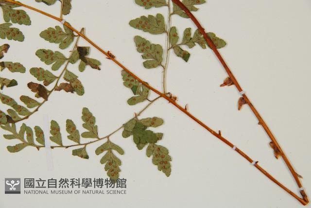 上先型鱗毛蕨、玉山假複葉耳蕨藏品圖，第5張