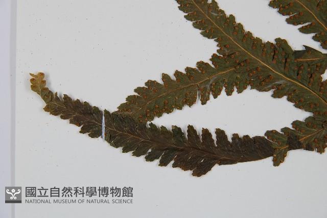 邊緣鱗蓋蕨藏品圖，第5張