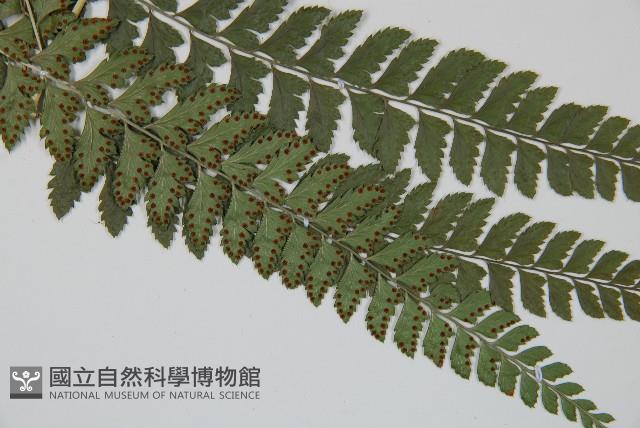 屋久複葉耳蕨藏品圖，第5張
