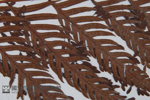 臺灣狗脊蕨藏品圖，第4張