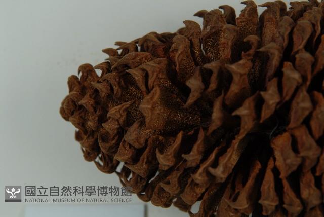 光果蘇鐵藏品圖，第8張