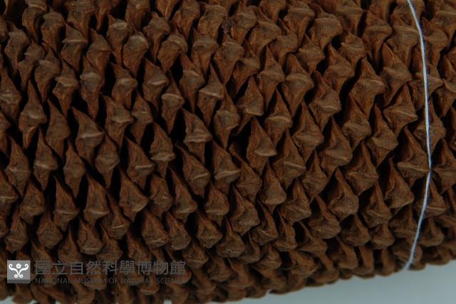 光果蘇鐵藏品圖，第9張