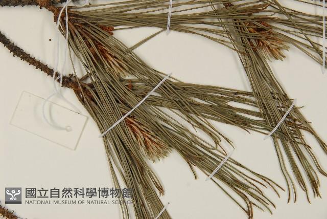 臺灣二葉松藏品圖，第5張