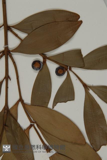 竹柏藏品圖，第5張