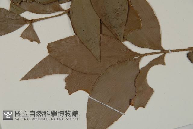 竹柏藏品圖，第5張