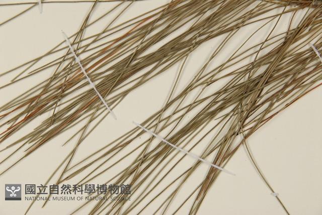 臺灣二葉松藏品圖，第5張