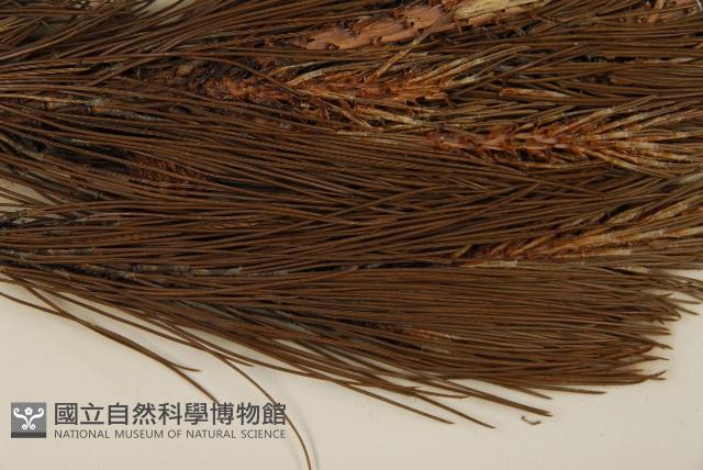 臺灣二葉松藏品圖，第5張