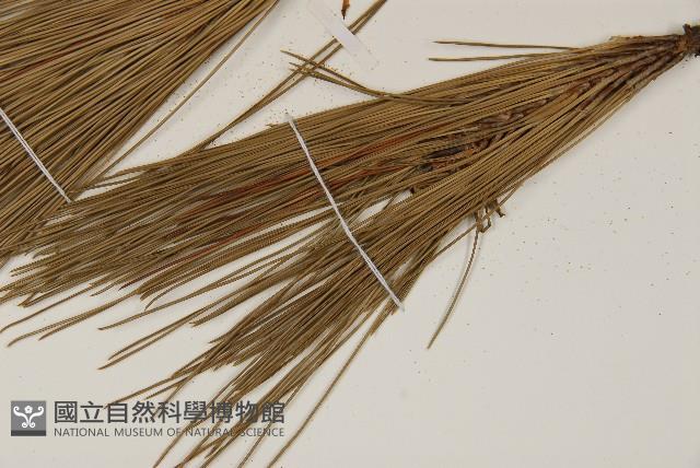 臺灣二葉松藏品圖，第5張