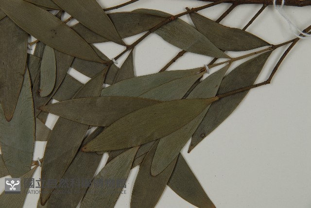竹柏藏品圖，第5張