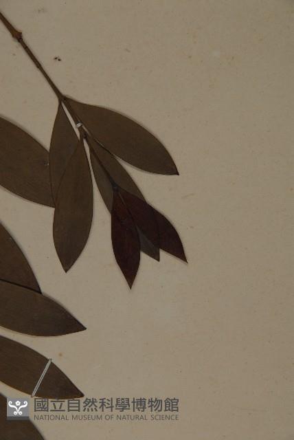 竹柏藏品圖，第5張