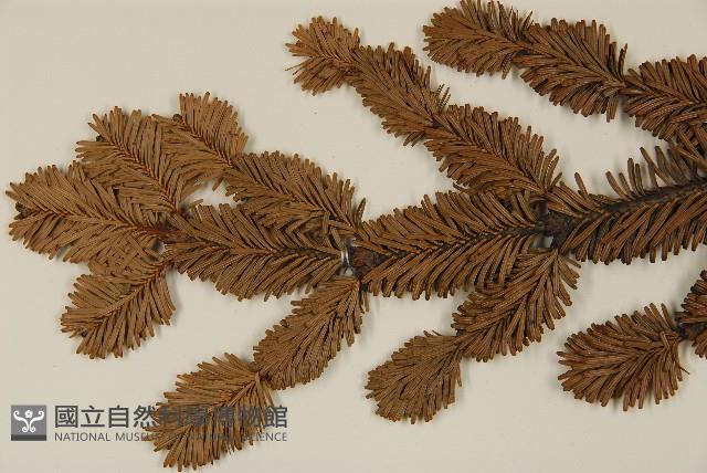 臺灣冷杉藏品圖，第5張