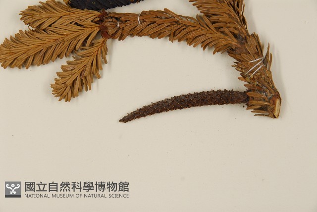 臺灣冷杉藏品圖，第5張