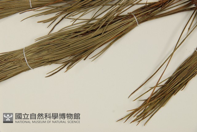 臺灣二葉松藏品圖，第5張