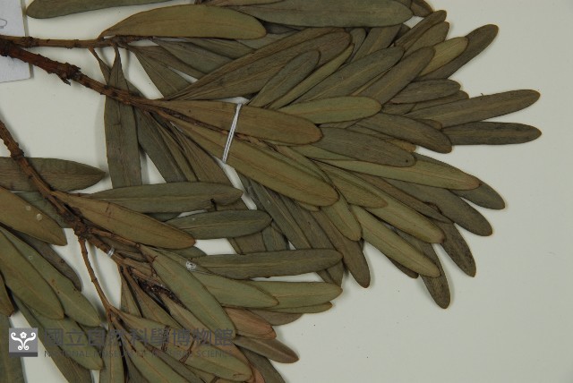 蘭嶼羅漢松藏品圖，第5張