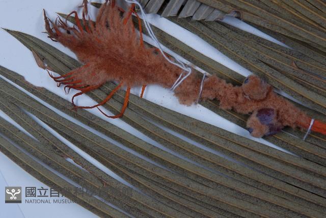 台東蘇鐵藏品圖，第5張