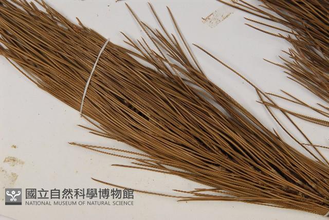 臺灣二葉松藏品圖，第5張