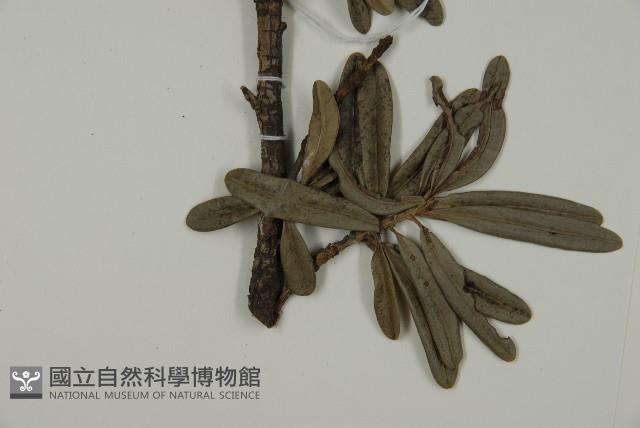 蘭嶼羅漢松藏品圖，第5張