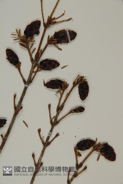 臺灣鐵杉藏品圖，第5張