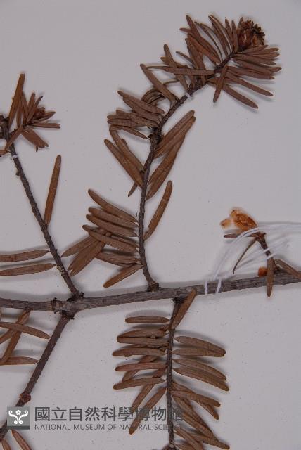 臺灣黃杉藏品圖，第5張