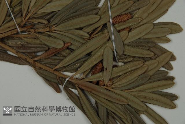 蘭嶼羅漢松藏品圖，第8張