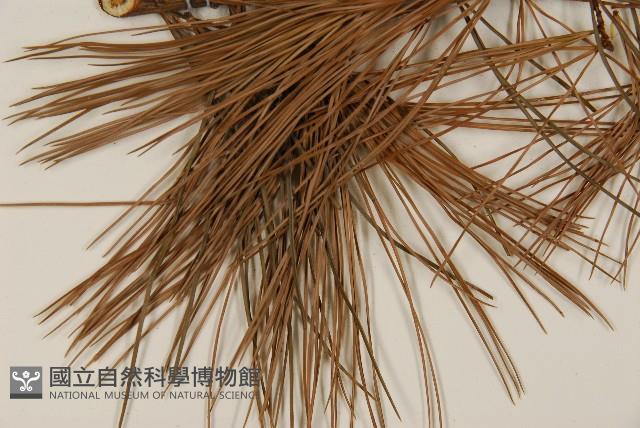 臺灣五葉松藏品圖，第5張