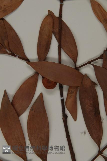 竹柏藏品圖，第5張