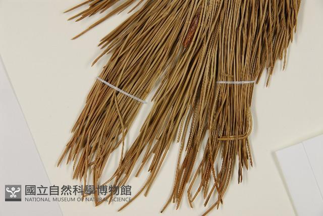 臺灣二葉松藏品圖，第5張