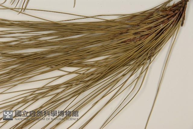 臺灣二葉松藏品圖，第5張