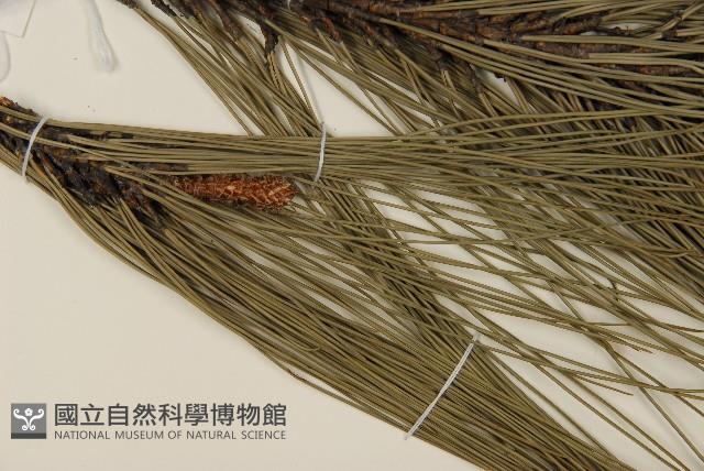 臺灣二葉松藏品圖，第5張