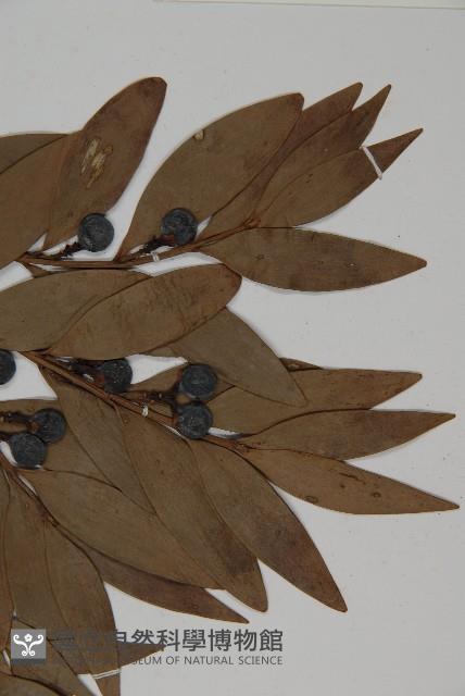 竹柏藏品圖，第5張