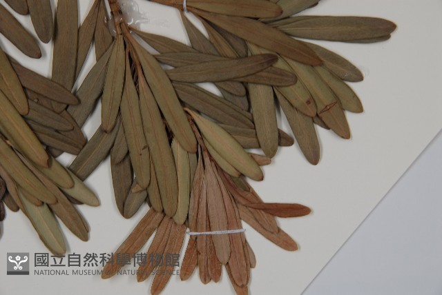 蘭嶼羅漢松藏品圖，第5張
