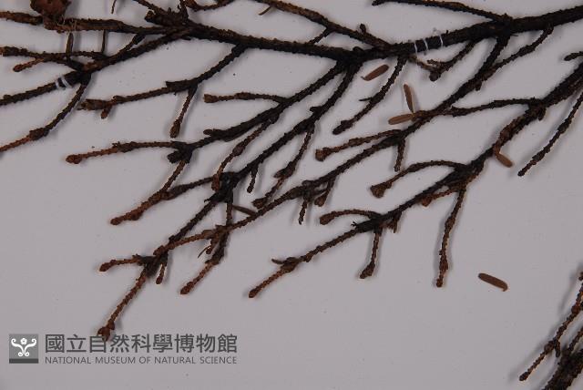 臺灣鐵杉藏品圖，第5張