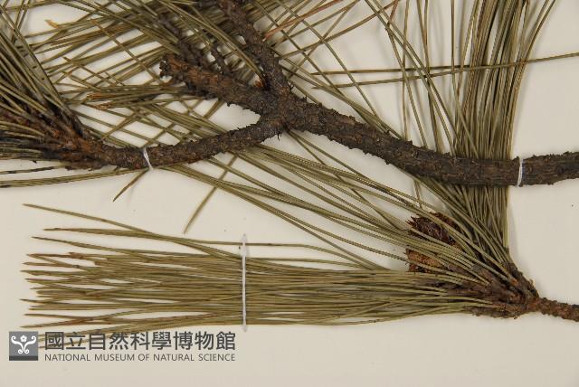 臺灣二葉松藏品圖，第8張