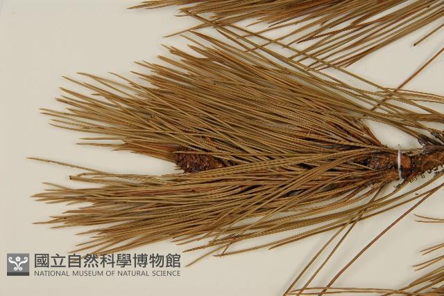 臺灣二葉松藏品圖，第5張