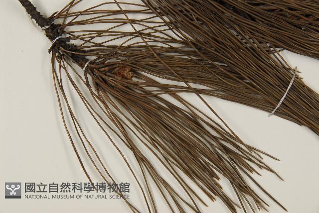 臺灣二葉松藏品圖，第5張