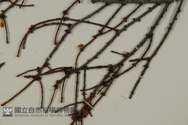 臺灣黃杉藏品圖，第5張