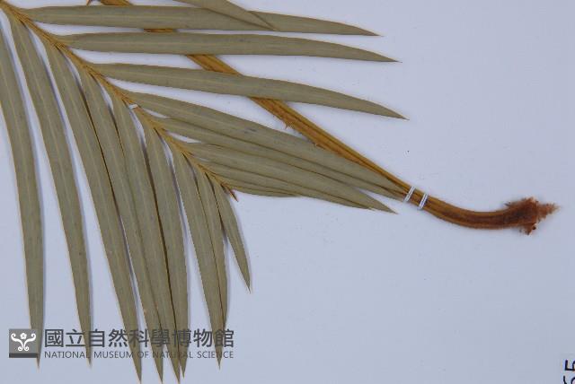 台東蘇鐵藏品圖，第5張