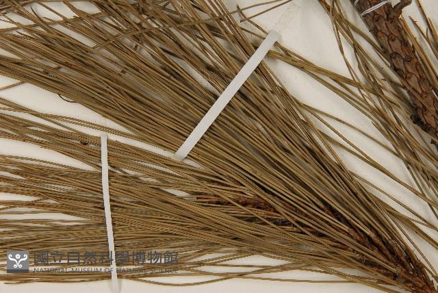 臺灣二葉松藏品圖，第5張