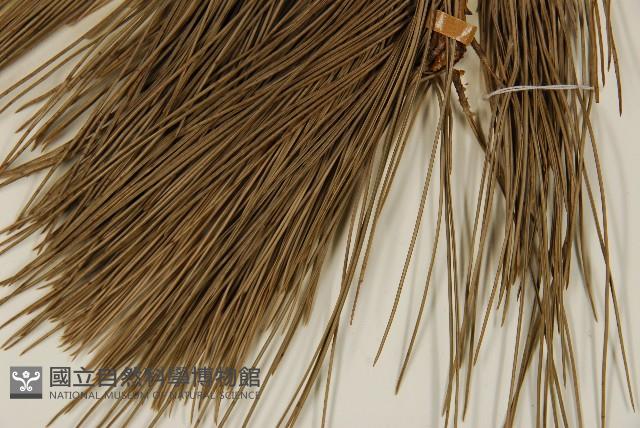 臺灣二葉松藏品圖，第5張