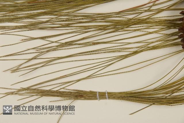 臺灣二葉松藏品圖，第5張