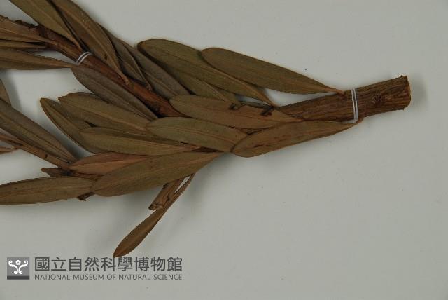 蘭嶼羅漢松藏品圖，第5張