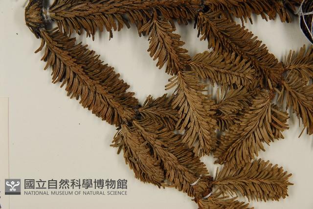 臺灣冷杉藏品圖，第5張